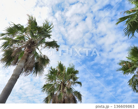 ヤシの木 136609863