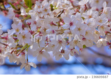 満開の桜(国立駅 付近/東京都国立市) 満開の桜(国立駅 付近/東京都国立市) 136609887