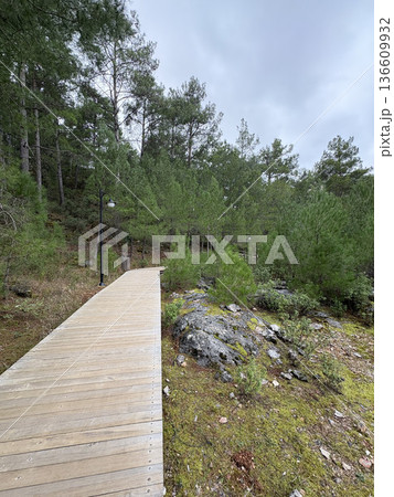 city park coniferous forest autumn pines paths. High quality photo city park coniferous forest autumn pines paths. High quality photo 136609932