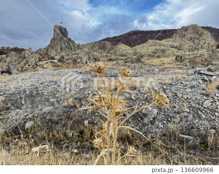Rocky landscape thistles. High quality photo Rocky landscape thistles. High quality photo 136609966