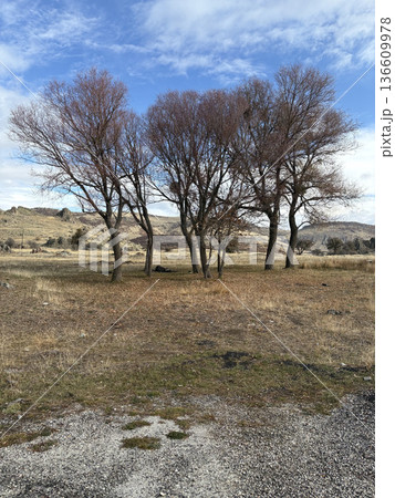 autumn field dry grass bare tree clouds. High quality photo autumn field dry grass bare tree clouds. High quality photo 136609978
