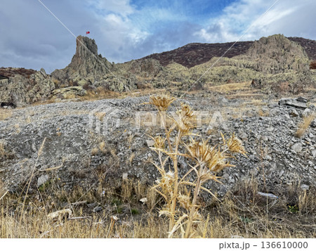 Rocky landscape thistles. High quality photo Rocky landscape thistles. High quality photo 136610000
