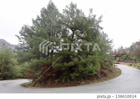 Misty mountain road. High quality photo Misty mountain road. High quality photo 136610014