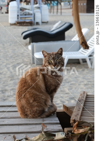 street cat walks through the evening city. High quality photo 136610126