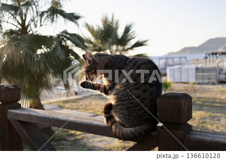 street cat walks through the evening city. High quality photo 136610128