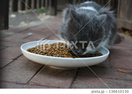 street cat walks through the evening city. High quality photo 136610130