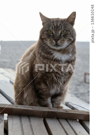street cat walks through the evening city. High quality photo street cat walks through the evening city. High quality photo 136610148