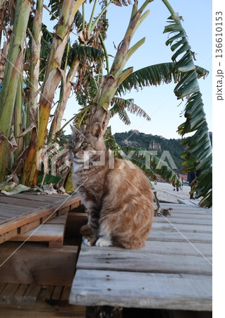 street cat walks through the evening city. High quality photo 136610153