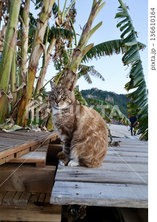 street cat walks through the evening city. High quality photo 136610164