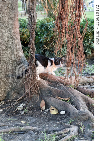 street cat walks through the evening city. High quality photo 136610172