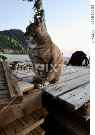 street cat walks through the evening city. High quality photo street cat walks through the evening city. High quality photo 136610182