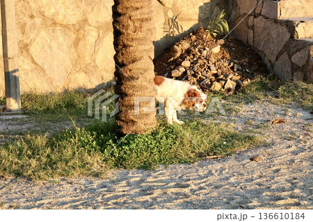 Stray dog ​​in nature with a view of the lake. High quality photo 136610184