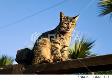 street cat walks through the evening city. High quality photo street cat walks through the evening city. High quality photo 136610191