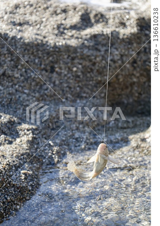Beach hand fish. High quality photo 136610238
