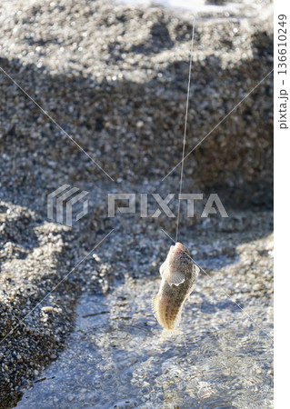 Beach hand fish. High quality photo Beach hand fish. High quality photo 136610249