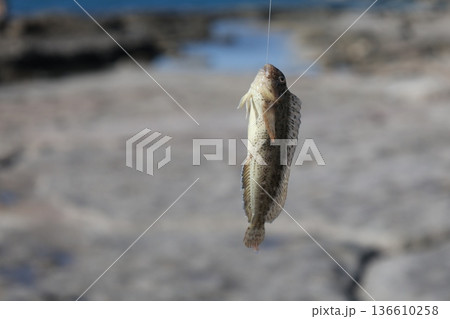 Beach hand fish. High quality photo Beach hand fish. High quality photo 136610258