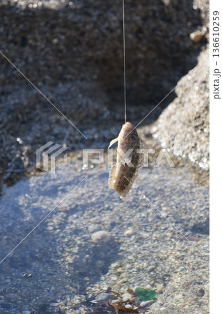Beach hand fish. High quality photo Beach hand fish. High quality photo 136610259