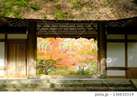 秋の法然院の山門 136610314