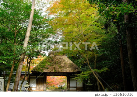 秋の法然院の山門 136610316