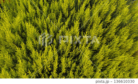 Lush green foliage. High quality photo Lush green foliage. High quality photo 136610330