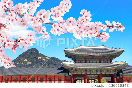 Sakura blossoming spring season. Horizontal banner with branch of blooming sakura, Gwanghwamun Gate of Gyeongbokgung palace, Seoul, South Korea. Topic of travel, trip abroad on vacation, cruises, tour Sakura blossoming spring season. Horizontal banner with branch of blooming sakura, Gwanghwamun Gate of Gyeongbokgung palace, Seoul, South Korea. Topic of travel, trip abroad on vacation, cruises, tour 136610348