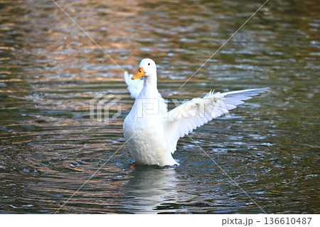 羽を大きく広げて水面で羽ばたく白いアヒル 羽を大きく広げて水面で羽ばたく白いアヒル 136610487