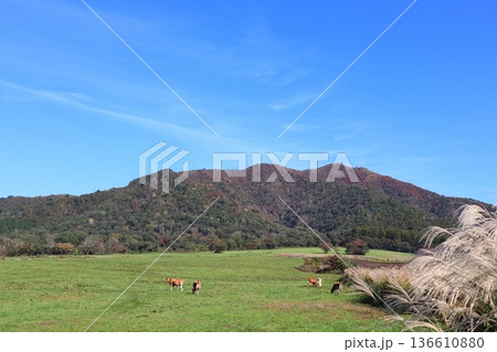 秋のジャージー牛の放牧風景 秋のジャージー牛の放牧風景 136610880