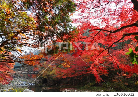 奥津渓谷の紅葉 奥津渓谷の紅葉 136610912