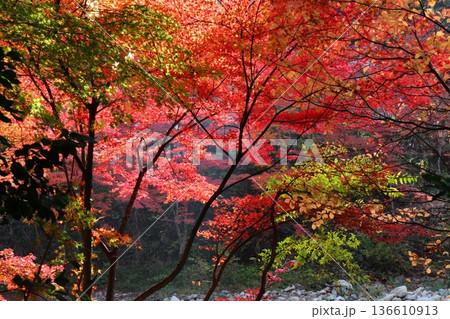 奥津渓谷の紅葉 奥津渓谷の紅葉 136610913