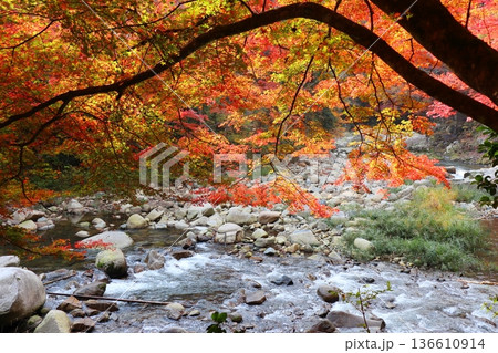 奥津渓谷の紅葉 奥津渓谷の紅葉 136610914