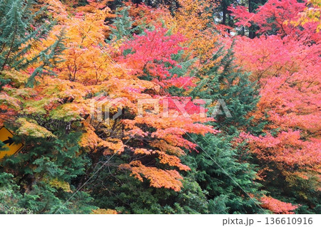 奥津渓谷の紅葉 奥津渓谷の紅葉 136610916