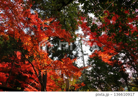 奥津渓谷の紅葉 奥津渓谷の紅葉 136610917