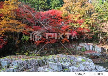 奥津渓谷の紅葉 奥津渓谷の紅葉 136610918