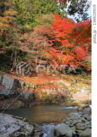 奥津渓谷の紅葉 奥津渓谷の紅葉 136610919