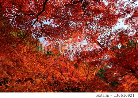 奥津渓谷の紅葉 奥津渓谷の紅葉 136610921