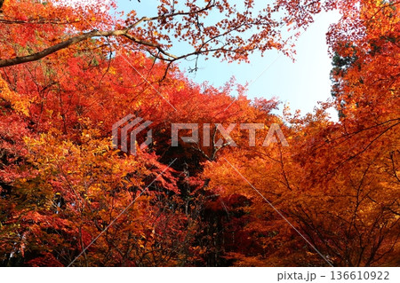 奥津渓谷の紅葉 奥津渓谷の紅葉 136610922