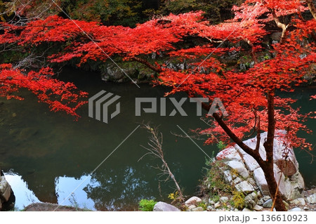 奥津渓谷の紅葉 奥津渓谷の紅葉 136610923