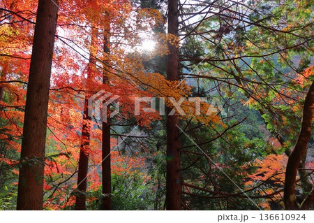 奥津渓谷の紅葉 奥津渓谷の紅葉 136610924