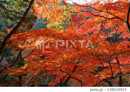 奥津渓谷の紅葉 奥津渓谷の紅葉 136610925