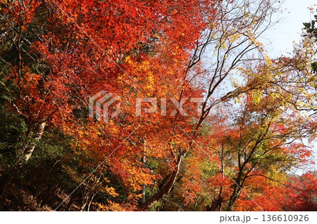 奥津渓谷の紅葉 奥津渓谷の紅葉 136610926
