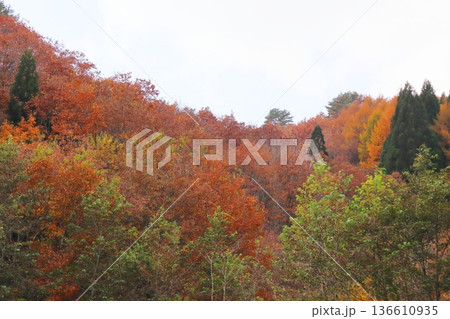 恩原高原の紅葉とススキ 136610935