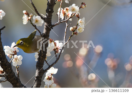 梅の花の蜜を吸うメジロ 136611109