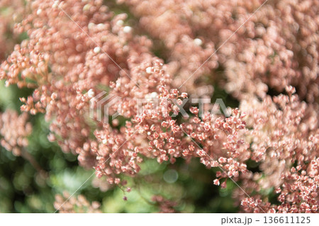 Pink Limonium perezii flower of sea lavender. Limonium flower in nature. Summer nature. Pink background of flowering plant. Flower of sea lavender. Flowering dried plant. Limonium perezii blossom 136611125