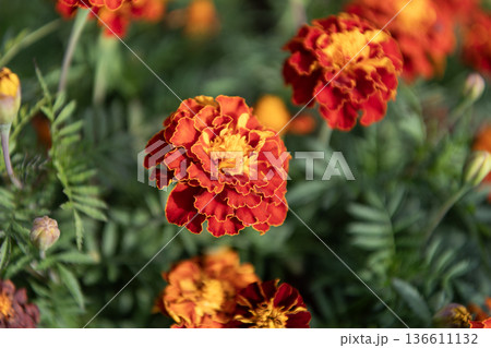 Marigold flower. Flowering marigold in nature. Macro of flowering marigold. Orange tagetes flower. Natural flower blossom. Flora nature. Bright blooming flower in nature Marigold flower. Flowering marigold in nature. Macro of flowering marigold. Orange tagetes flower. Natural flower blossom. Flora nature. Bright blooming flower in nature 136611132