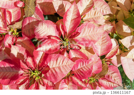 Macro of flowering plant. Pink poinsettia exotic flower. Natural flower plant. Flora nature. Bright blooming poinsettia flower in nature. Flower plant. Flowering nature background. Beauty of nature Macro of flowering plant. Pink poinsettia exotic flower. Natural flower plant. Flora nature. Bright blooming poinsettia flower in nature. Flower plant. Flowering nature background. Beauty of nature 136611167