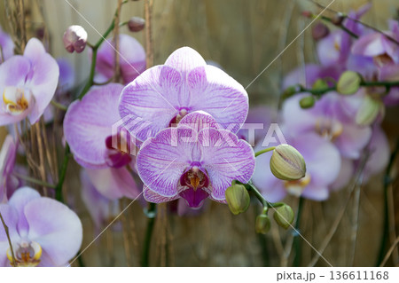 Orchid flower purple color. Floral macro photography. Flora and nature closeup. Violet orchid flower. Floral nature. Orchid flower bright color. Flowering nature Orchid flower purple color. Floral macro photography. Flora and nature closeup. Violet orchid flower. Floral nature. Orchid flower bright color. Flowering nature 136611168