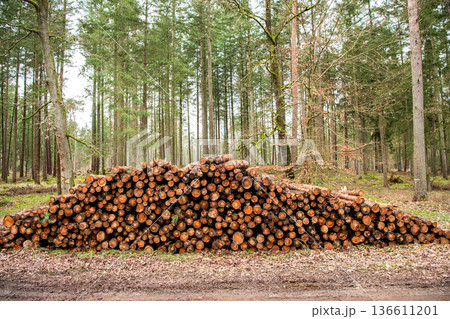 Stack of cut wood. Wood log, timber logging. Harvest of timber. Lumber industry business. Deforestation. Tree log in forest. Pine tree log. Softwood lumber. Deforestation and logging. Log trunk pile Stack of cut wood. Wood log, timber logging. Harvest of timber. Lumber industry business. Deforestation. Tree log in forest. Pine tree log. Softwood lumber. Deforestation and logging. Log trunk pile 136611201