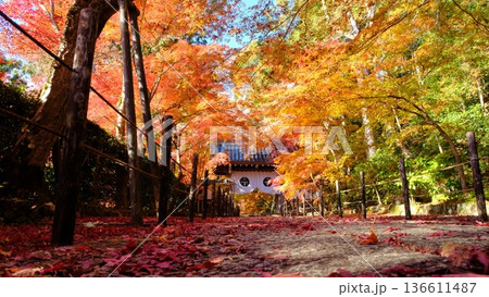 秋の粟生光明寺の薬医門の参道 秋の粟生光明寺の薬医門の参道 136611487