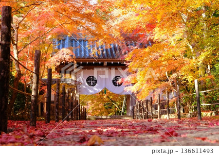 秋の粟生光明寺の薬医門の参道 秋の粟生光明寺の薬医門の参道 136611493