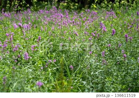 Flower Bud Lythrum salicaria plant 136611519
